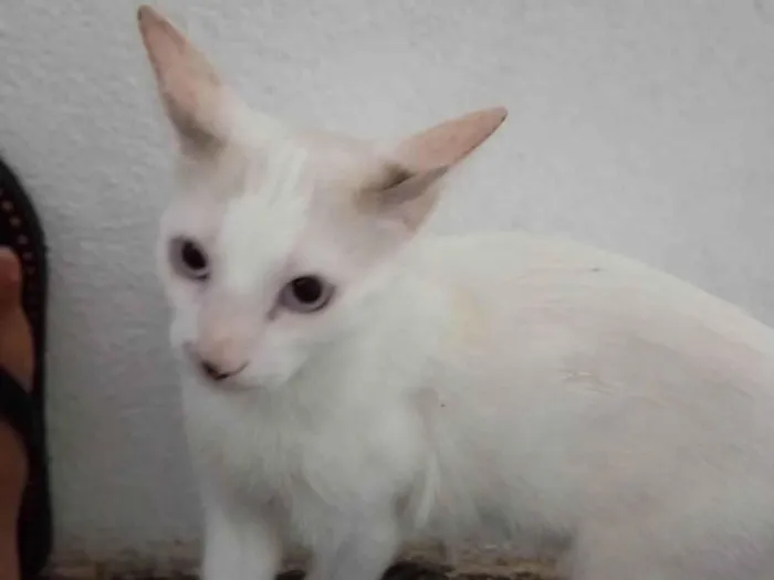 Gato ra a Siamês idade 2 a 6 meses nome Tom