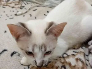 Gato raça Siamês idade 2 a 6 meses nome Nariz preto