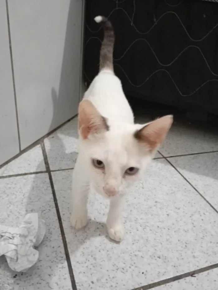 Gato ra a Siamês idade 2 a 6 meses nome Oliver