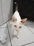 Oliver