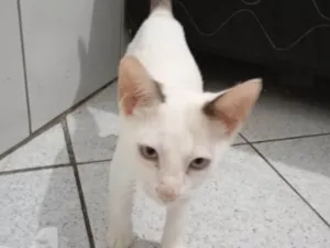 Gato raça Siamês idade 2 a 6 meses nome Oliver