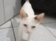 Oliver