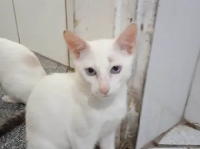 Gato raça Siamês idade 2 a 6 meses nome Nilo