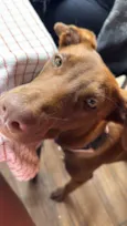 Mel