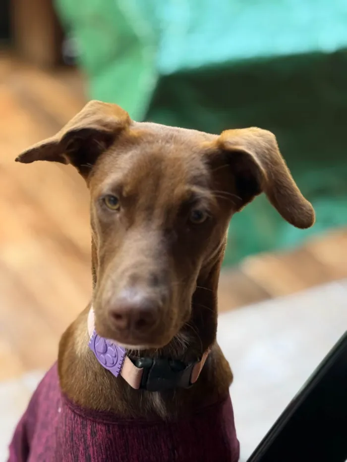 Cachorro ra a SRD-ViraLata idade 7 a 11 meses nome Mel
