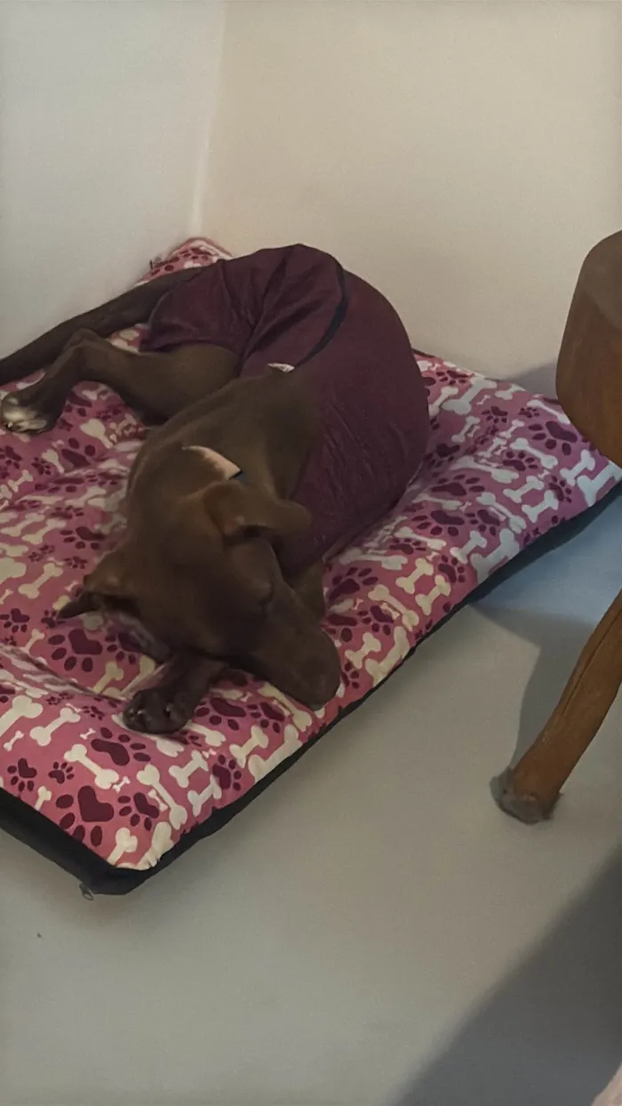 Cachorro ra a SRD-ViraLata idade 7 a 11 meses nome Mel