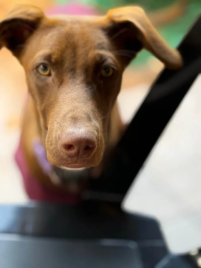 Cachorro ra a SRD-ViraLata idade 7 a 11 meses nome Mel
