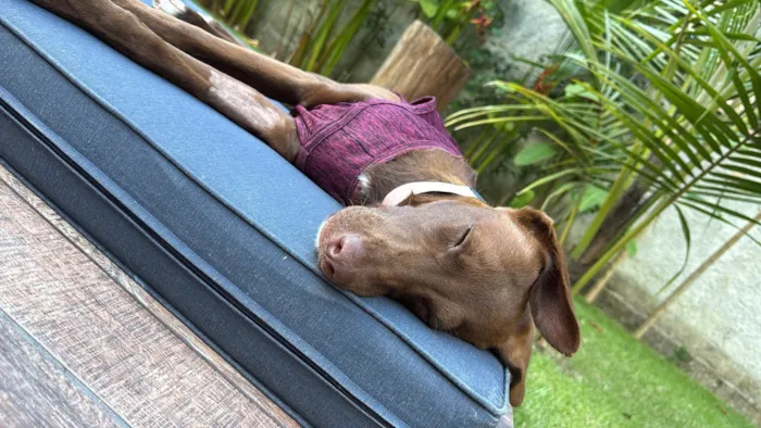 Cachorro ra a SRD-ViraLata idade 7 a 11 meses nome Mel