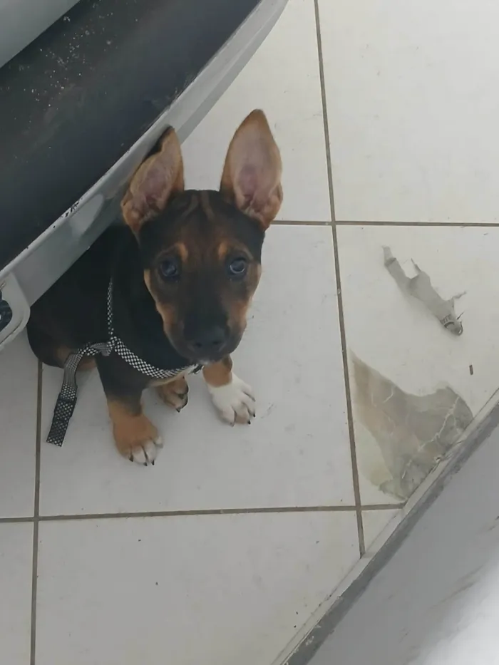 Cachorro ra a Pit-Bull idade 2 a 6 meses nome Nala