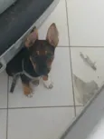 Nala