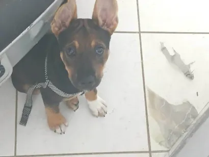 Cachorro raça Pit-Bull idade 2 a 6 meses nome Nala