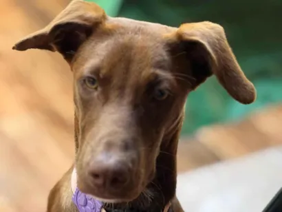 Cachorro raça SRD-ViraLata idade 7 a 11 meses nome Mel