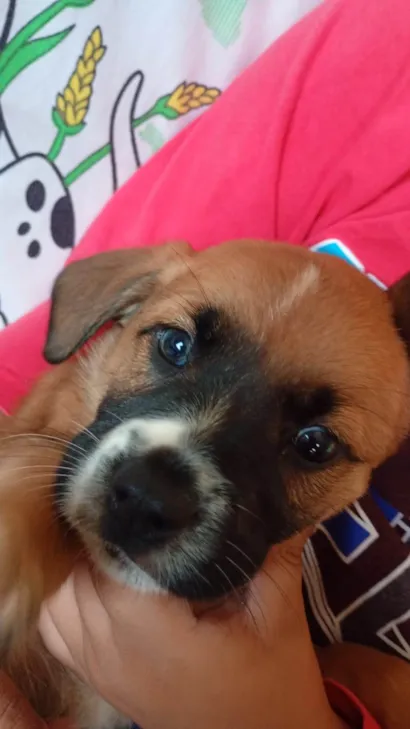 Cachorro raça SRD-ViraLata idade 2 a 6 meses nome Sem nome