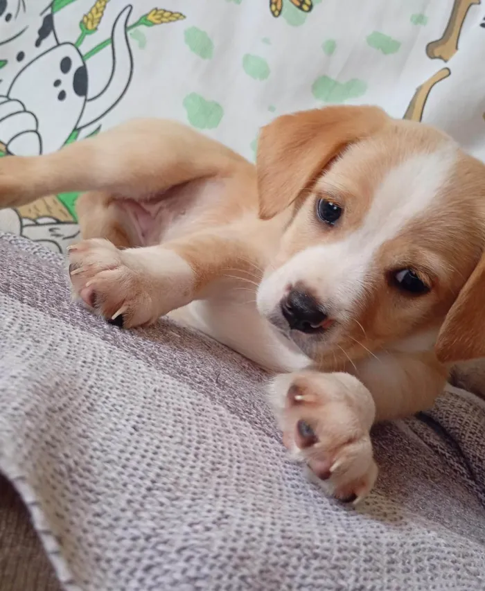 Cachorro ra a SRD-ViraLata idade 2 a 6 meses nome Sem nome