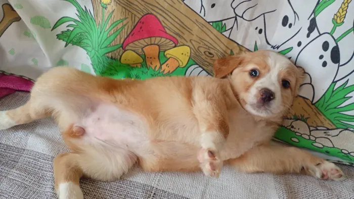 Cachorro ra a SRD-ViraLata idade 2 a 6 meses nome Sem nome