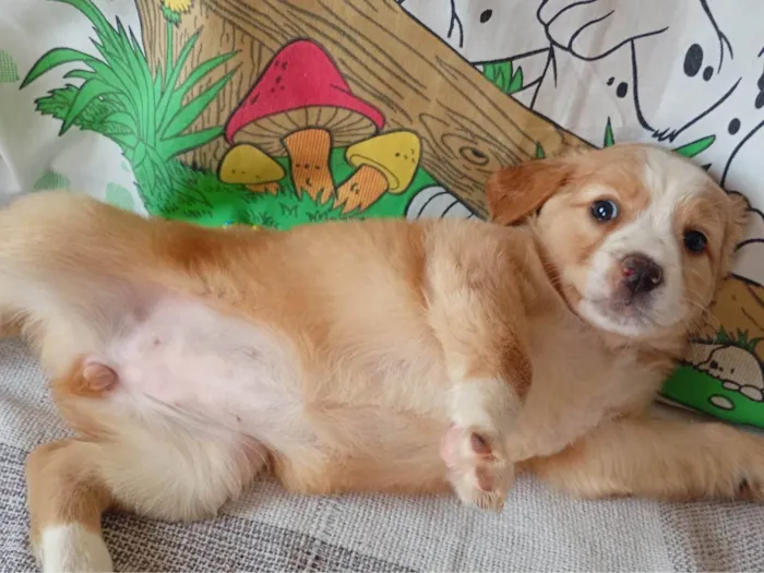 Cachorro ra a SRD-ViraLata idade 2 a 6 meses nome Sem nome