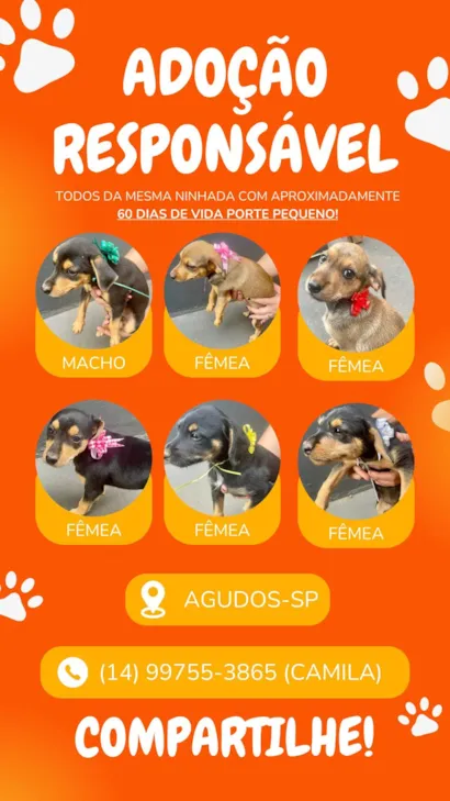 Cachorro raça SRD-ViraLata idade Abaixo de 2 meses nome Bebês porte pequeno o pai e Pincher e a mãe SRD de porte pequeno 