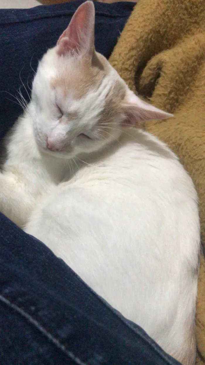Gato ra a SRD-ViraLata idade 2 a 6 meses nome Soneca e Yvi