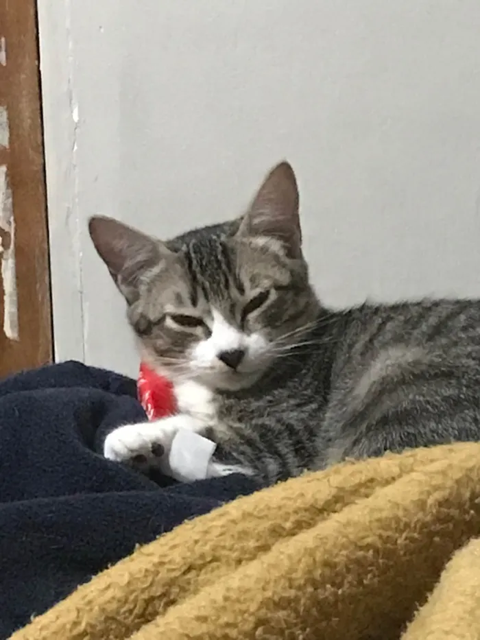 Gato ra a SRD-ViraLata idade 2 a 6 meses nome Soneca e Yvi