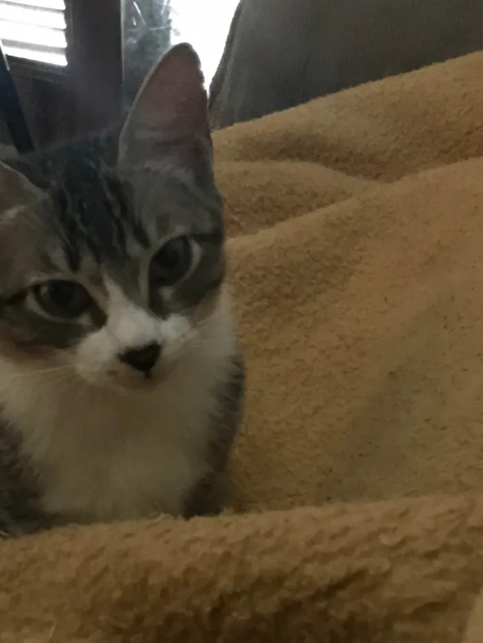 Gato ra a SRD-ViraLata idade 2 a 6 meses nome Soneca e Yvi