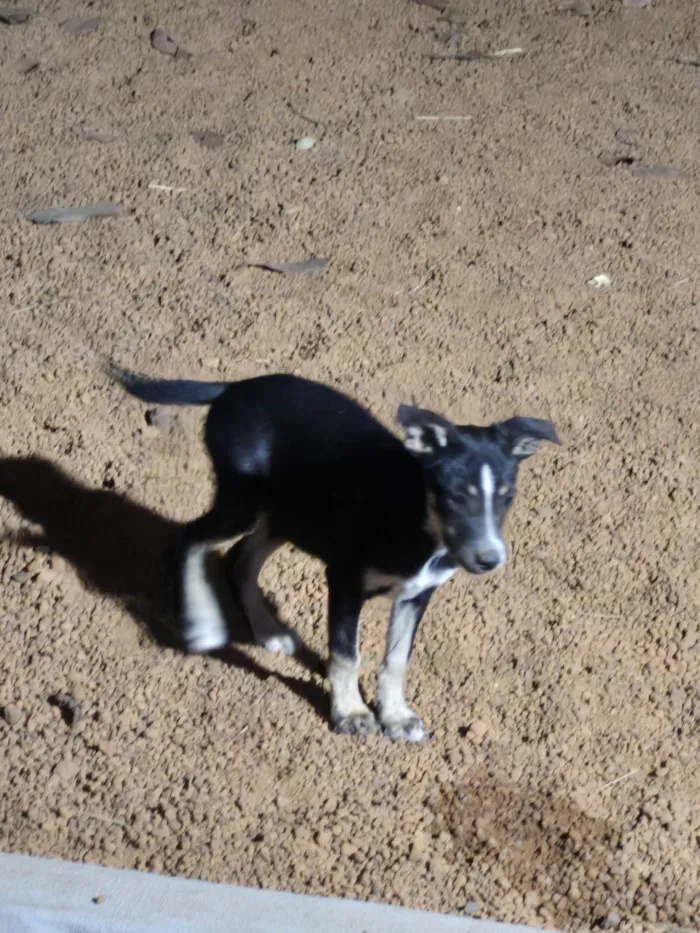 Cachorro ra a SRD-ViraLata idade 2 a 6 meses nome Lunar 