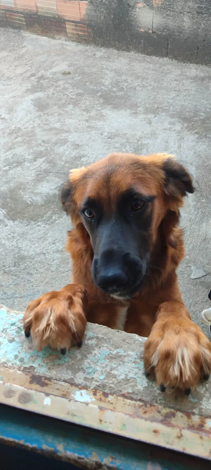 Cachorro ra a SRD-ViraLata idade 2 a 6 meses nome nalinha 