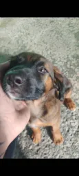 nalinha 
