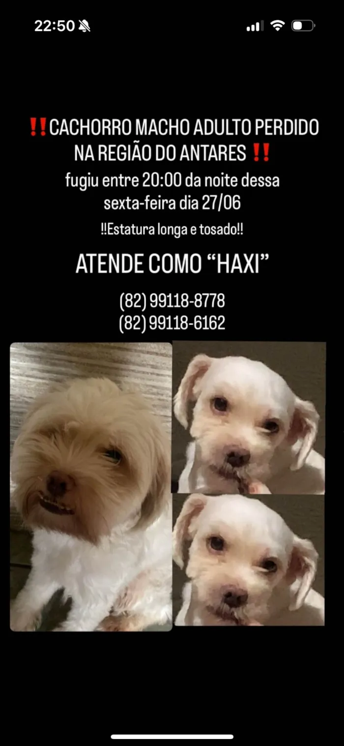 Cachorro ra a SRD-ViraLata idade 3 anos nome HAXI