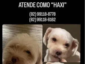 Cachorro raça SRD-ViraLata idade 3 anos nome HAXI