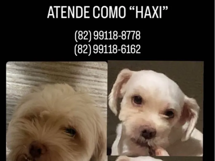 Cachorro ra a SRD-ViraLata idade 3 anos nome HAXI