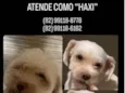 HAXI