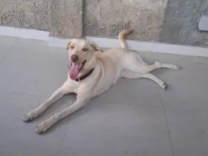 Cachorro raça SRD-ViraLata idade 1 ano nome Branca