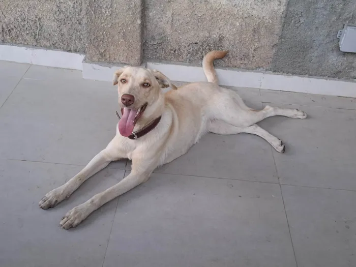 Cachorro ra a SRD-ViraLata idade 1 ano nome Branca
