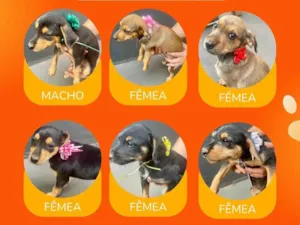 Cachorro raça SRD-ViraLata idade Abaixo de 2 meses nome Bebês porte pequeno o pai e Pincher e a mãe SRD de porte pequeno 