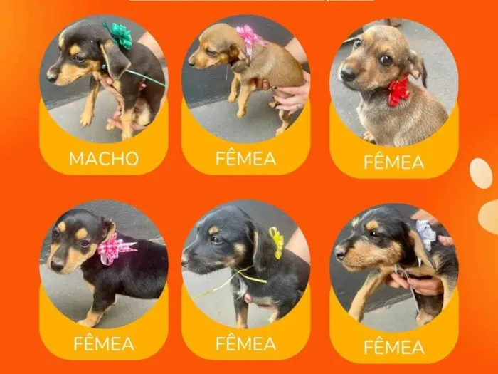 Cachorro ra a SRD-ViraLata idade Abaixo de 2 meses nome Bebês porte pequeno o pai e Pincher e a mãe SRD de porte pequeno 