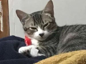 Gato raça SRD-ViraLata idade 2 a 6 meses nome Soneca e Yvi