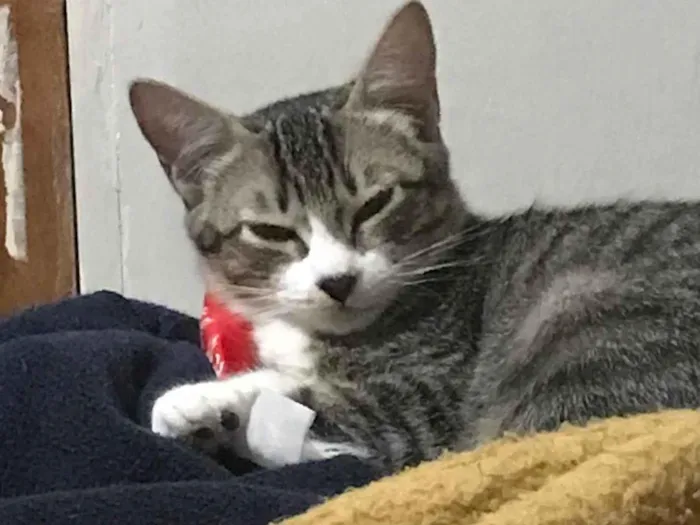 Gato ra a SRD-ViraLata idade 2 a 6 meses nome Soneca e Yvi