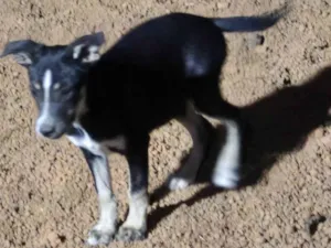 Cachorro raça SRD-ViraLata idade 2 a 6 meses nome Lunar 