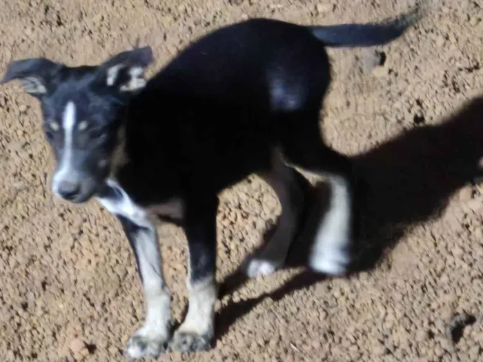 Cachorro ra a SRD-ViraLata idade 2 a 6 meses nome Lunar 