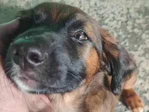 Cachorro raça SRD-ViraLata idade 2 a 6 meses nome nalinha 