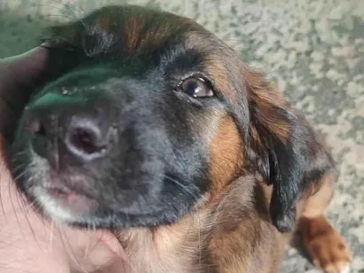 Cachorro raça SRD-ViraLata idade 2 a 6 meses nome nalinha 