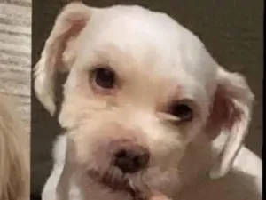 Cachorro raça SRD-ViraLata idade 3 anos nome HAXI