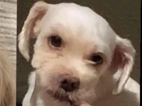 Cachorro ra a SRD-ViraLata idade 3 anos nome HAXI