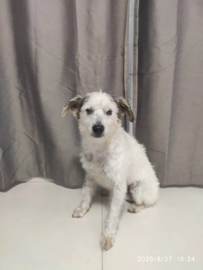 Cachorro ra a SRD-ViraLata idade 2 anos nome Sem nome