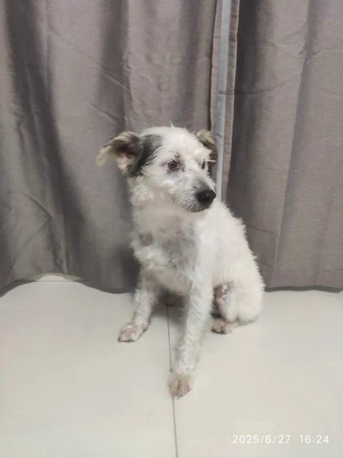 Cachorro ra a SRD-ViraLata idade 2 anos nome Sem nome