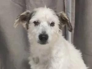 Cachorro raça SRD-ViraLata idade 2 anos nome Sem nome