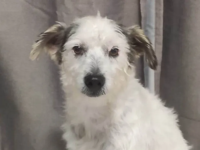 Cachorro ra a SRD-ViraLata idade 2 anos nome Sem nome