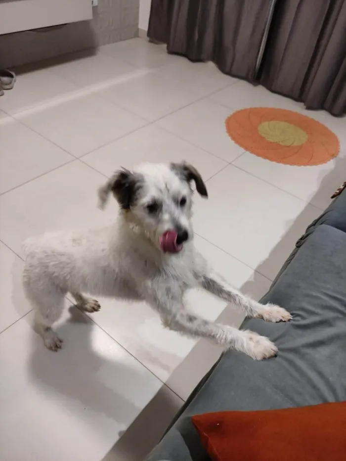 Cachorro ra a SRD-ViraLata idade 2 anos nome Sem nome
