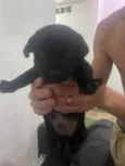 Macho: paçoca fêmeas: estrelinha, cherir
