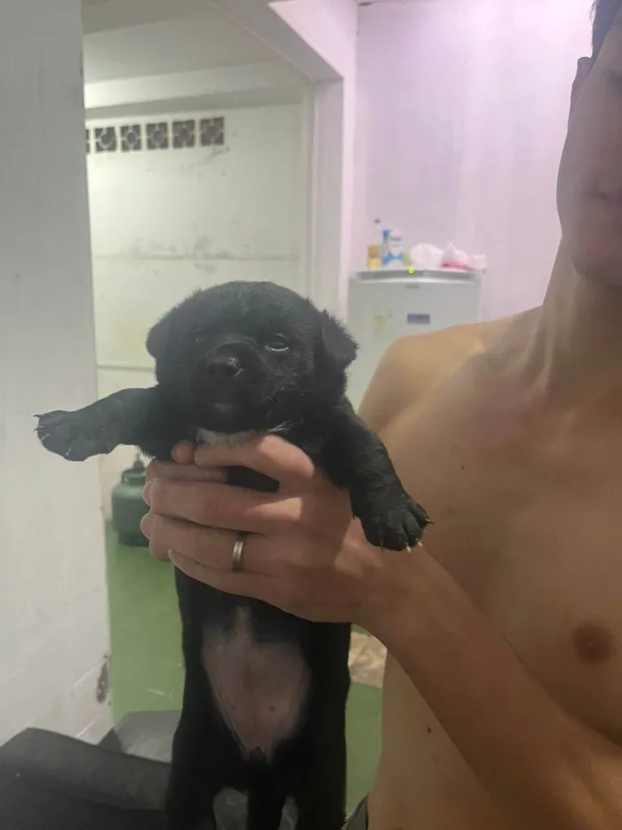 Cachorro ra a SRD-ViraLata idade 2 a 6 meses nome Macho: paçoca fêmeas: estrelinha, cherir